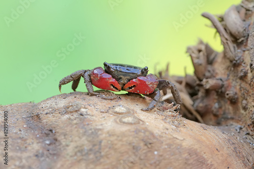 A mangrove swimming crab is looking for prey in weathered wood that has been washed ashore. This animal has the scientific name Perisesarma sp.