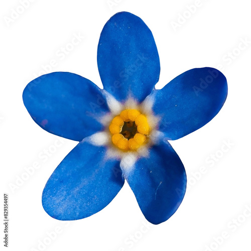 Tableau sur toile Forget Me Not Blue Flower