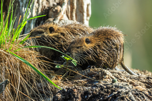 The nutria (Myocastor coypus) nibbling grass on the shore photo