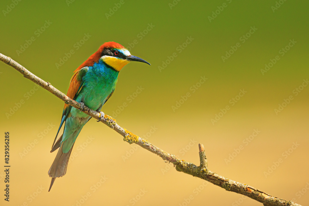 The male European bee-eater (Merops apiaster) lonely bird on a branch