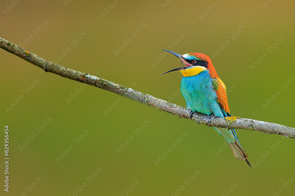 The male European bee-eater (Merops apiaster) with open beak The male European bee-eater (Merops apiaster) with open beak