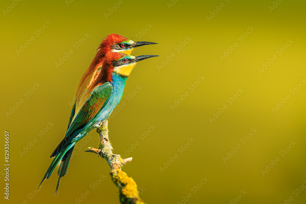Obraz premium The male European bee-eater (Merops apiaster) a few birds on the branches