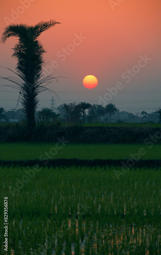 majestic view of rural agricultural landscape during sunset, with last rays of setting sun creating a golden moment. Photo taken in Baghmundi, Purulia, West Bengal. photo