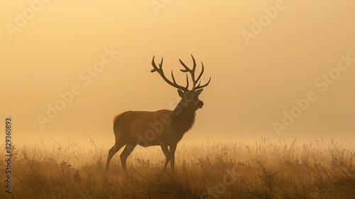 Silhouette of a red deer stag in the mist