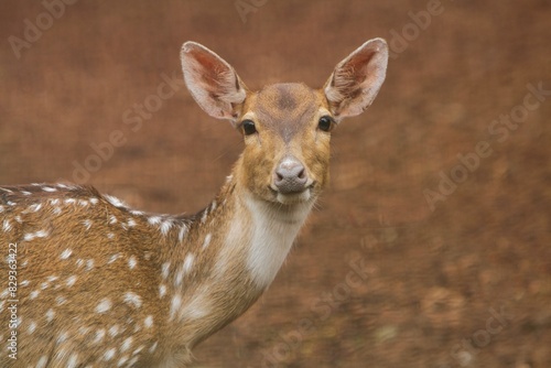 Fényképezés portrait of a young axis deer looking at the camera