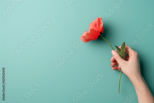 A human hand holding a poppyseed flower against a solid color backdrop with copy space photo