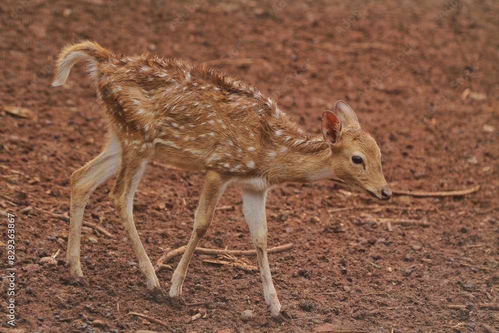 A young axis deer roams the field