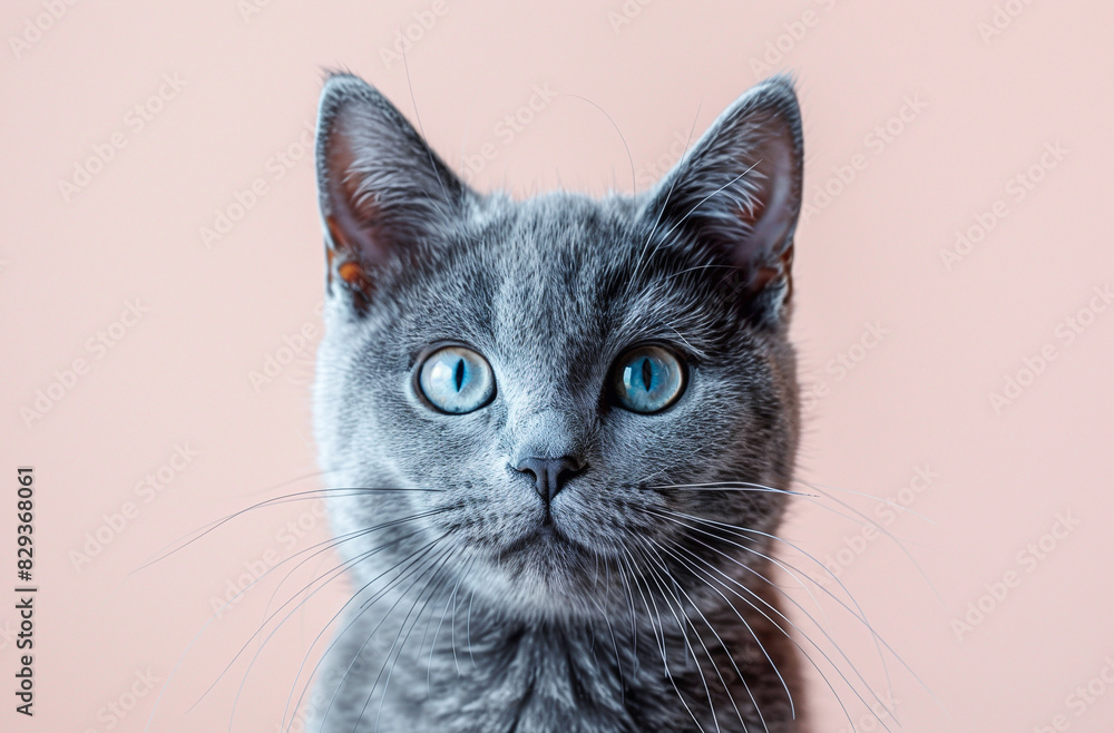 Obraz premium Portrait of fluffy white cat on pink background close-up,