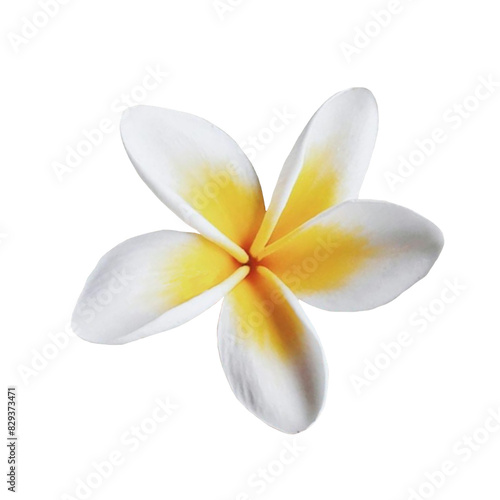 Obraz na płótnie White Frangipani Flower