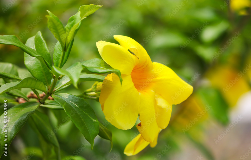 Obraz premium Beautiful yellow flower in a tropical garden