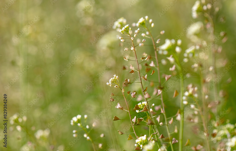 Small white flowers on herbaceous plants in spring. Close-up