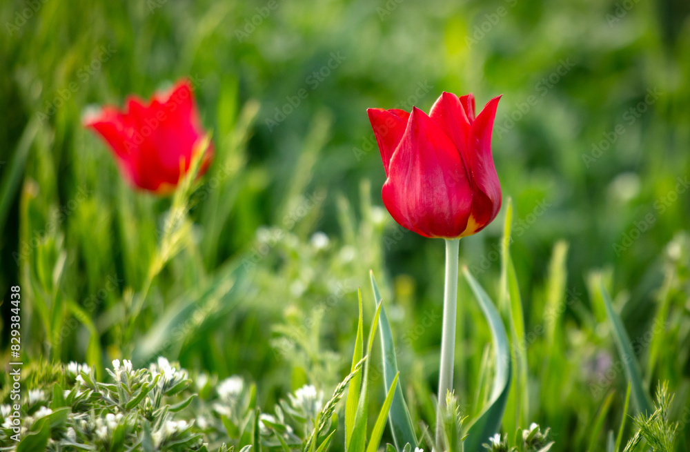 Field with red tulips in the steppe in spring as a background Field with red tulips in the steppe in spring as a background