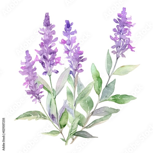 Delicate Lavender Blooms in Watercolor