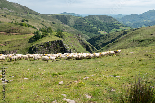 Cuadro en lienzo Rebanho de ovelhas em fila pelo verdes pastos da montanhas de Artzamendi no País
