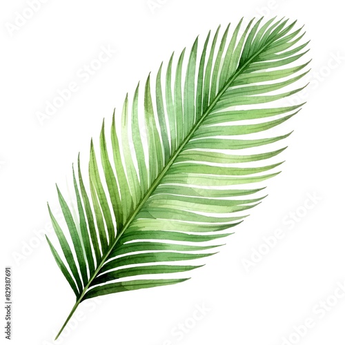 Lush Sago Palm Leaf Botanical on White Background
