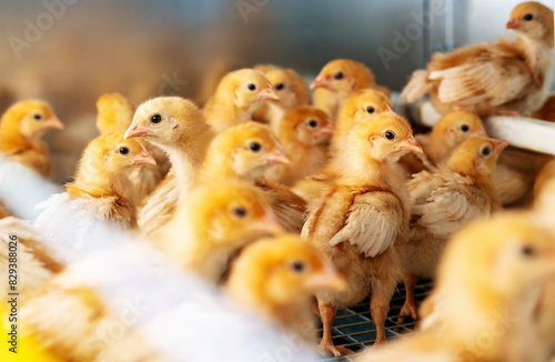 Bilde på lerret ISA brown day-old layer chicks in the cage rearing system.