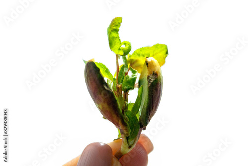 The hand holds a young sprout isolated on a white background with space for text. The concept of ecology and environmental protection. Germination of a tree from a fruit bone