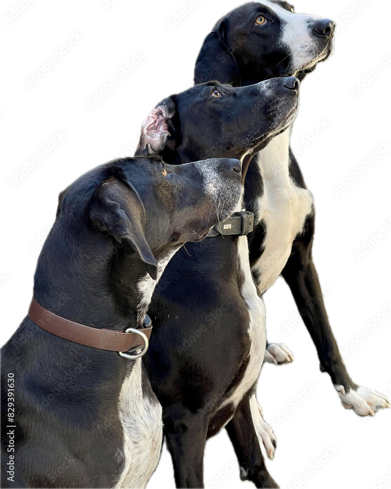 3 similar black and white dogs staring at something 3 similar black and white dogs staring at something