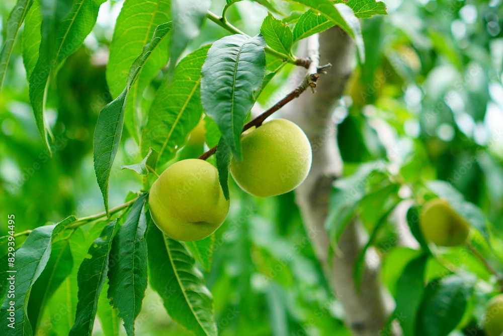 Obraz premium 果樹園の桃の木。収穫はまだ先。 北海道余市市