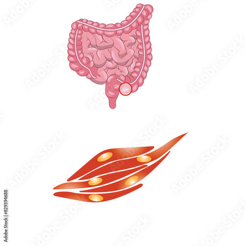 smooth human muscle with intestine