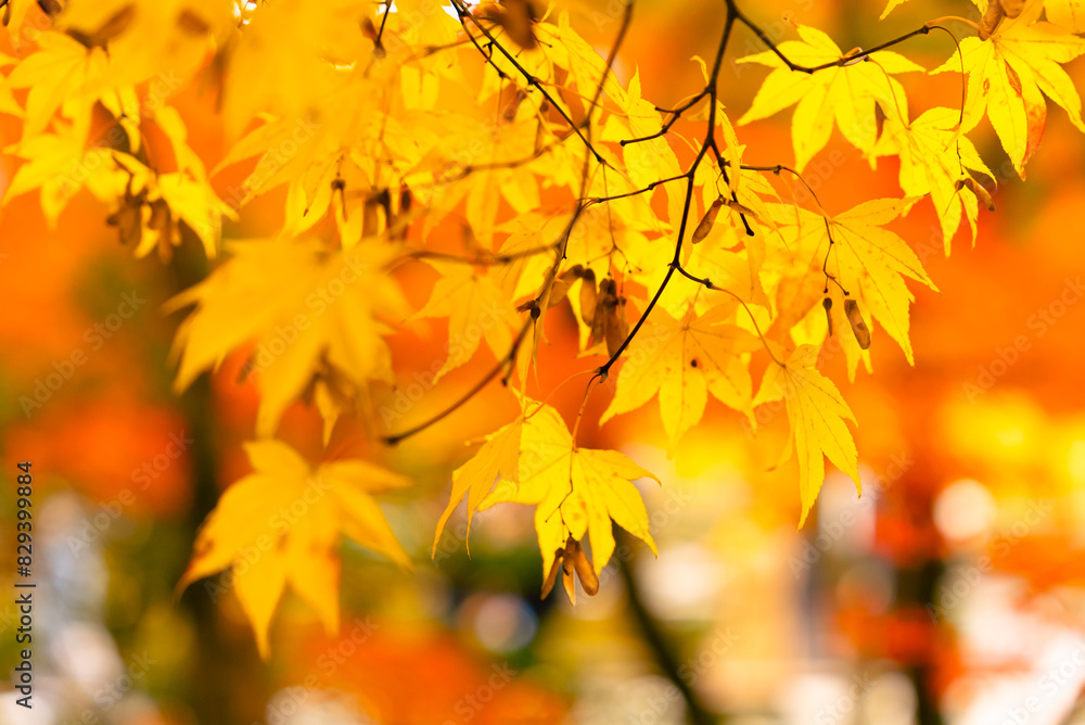 Close-up colorful nature calm autumn golden foliage on tree in autumnal fall park forest woods bright sunbeams sunlight breaks through leaves sunset or dawn nice sunny weather