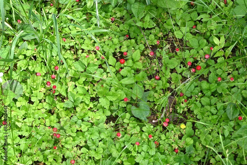 False strawberry ( Duchesnea chrysantha ). Rosaceae perennial plants. Yellow flowers bloom from spring to early summer, and red fruits appear after the flowers bloom. False strawberry ( Duchesnea chrysantha ). Rosaceae perennial plants. Yellow flowers bloom from spring to early summer, and red fruits appear after the flowers bloom.