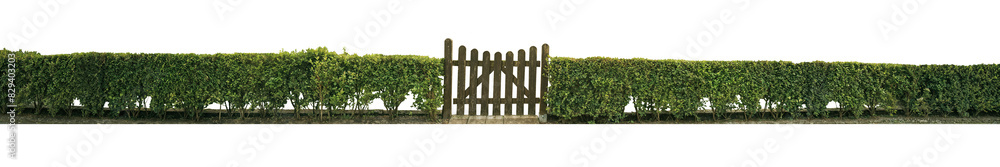old wooden fence with green hedge plants old wooden fence with green hedge plants