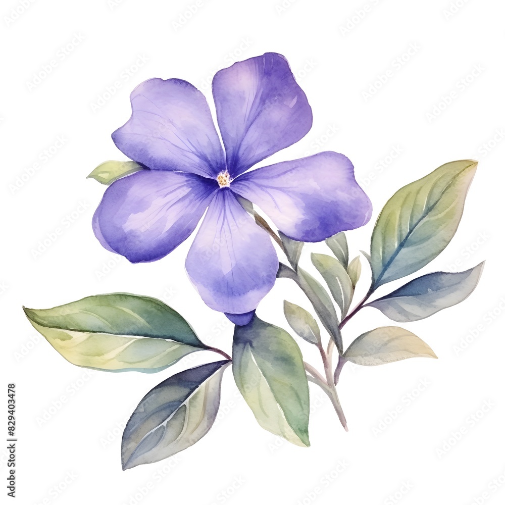 Fototapeta premium Vibrant Purple Vinca Watercolor on White Background