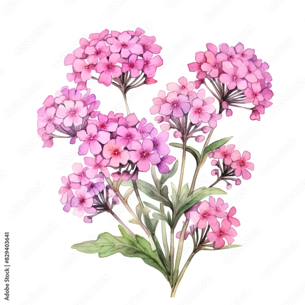 Vibrant Verbena Watercolor Floral
