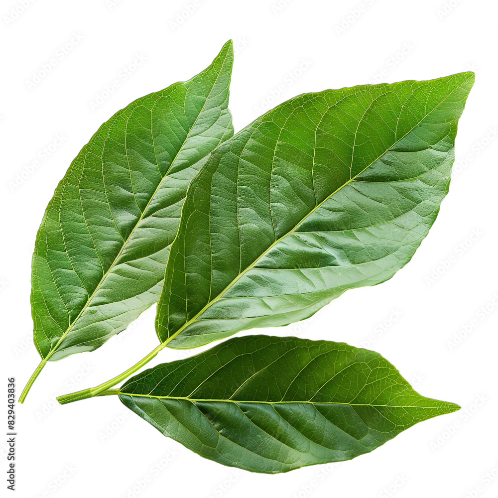 Obraz premium green leaf isolated on white