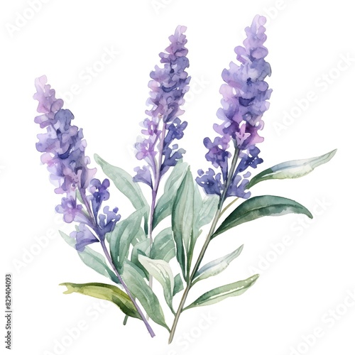 Vibrant Watercolor of Lush Russian Sage Florals on White