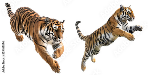 tiger isolated on a transparent background