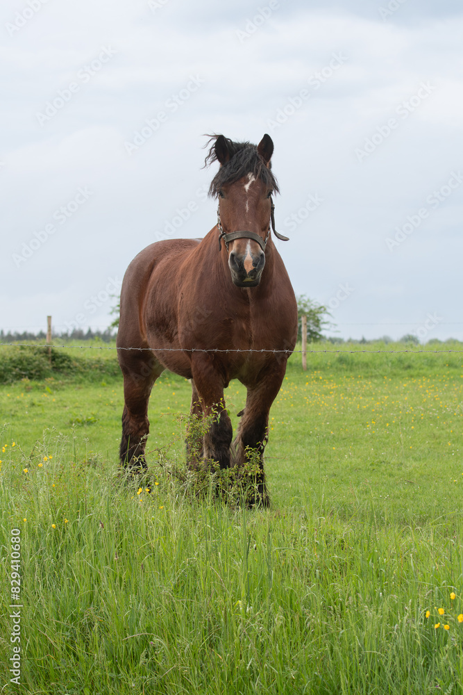 Brown draught horse, dray horse, draft horse of the Ardennes Belgium outside on meadow Brown draught horse, dray horse, draft horse of the Ardennes Belgium outside on meadow