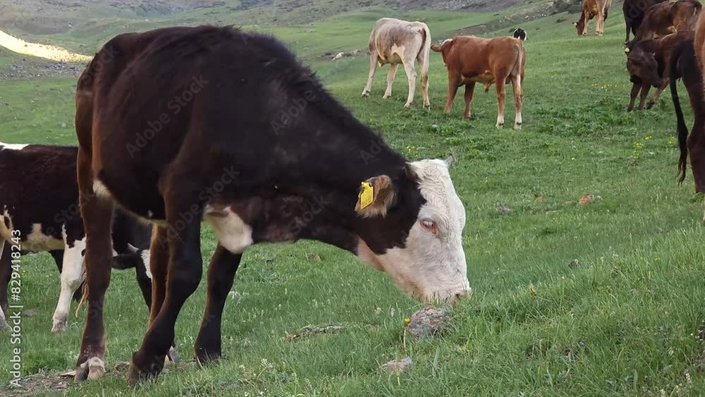 black cow with white head and short horns grazing with other cows on green sloped meadow at spring evening in shade. black cow with white head and short horns grazing with other cows on green sloped meadow at spring evening in shade.