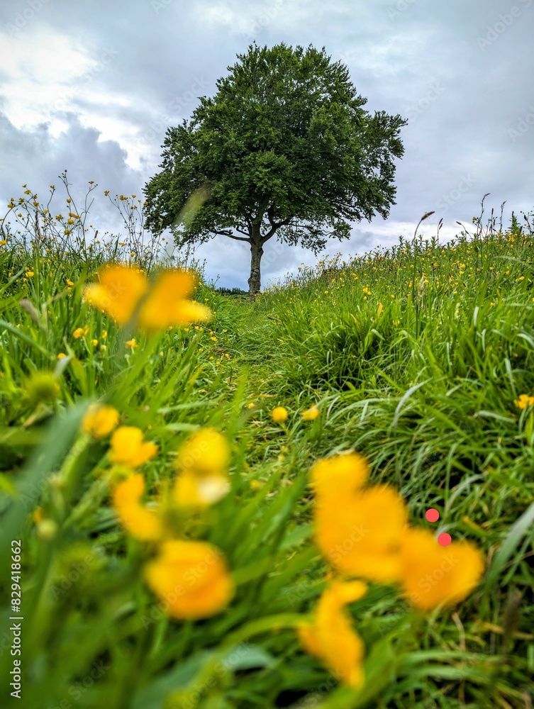 Beautiful scene with one lonely tree at the end of green meadow with yellow flowers, nature background, seasonal, environment
