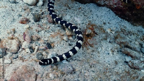 Black and white striped sea snake swimming or perched on sandy coral reef in tropical ocean photo