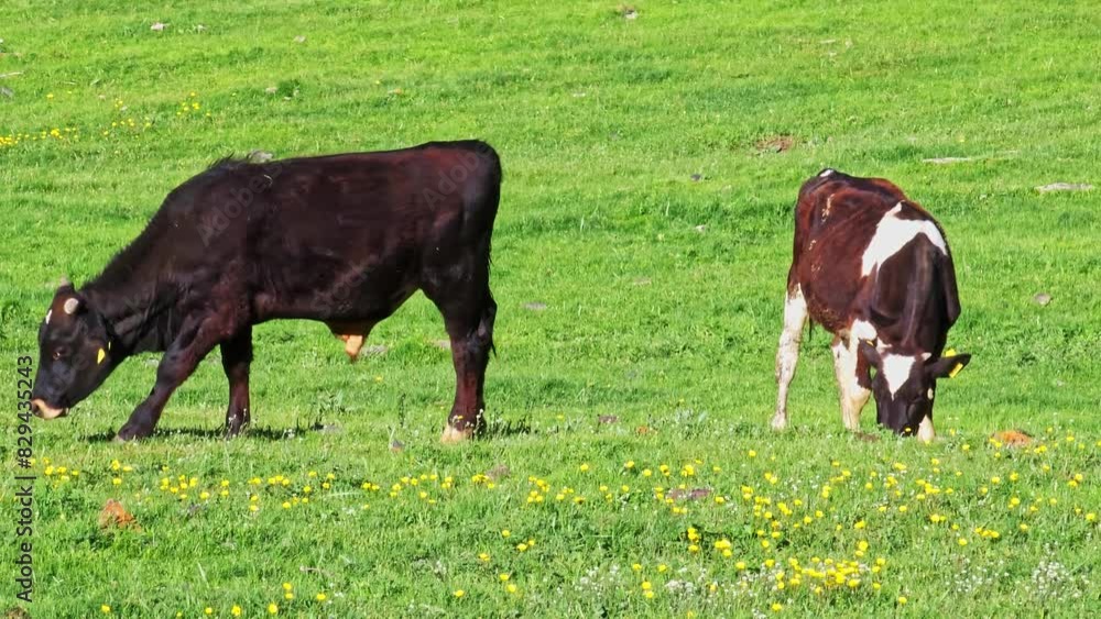 black bull and brown cow with white spots grazing on green sloped meadow with yellow flowers at sunny spring evening. black bull and brown cow with white spots grazing on green sloped meadow with yellow flowers at sunny spring evening.