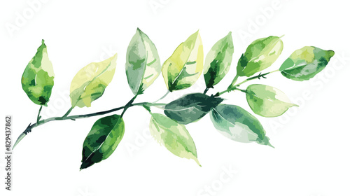 Watercolor branch leaf green leaves for printing subl photo