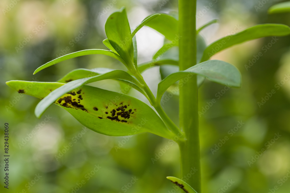 Obraz premium Antirrhinum rust. The most serious disease of snapdragons. It is a fungal disease that produces dark brown spore pustules on the undersides of the leaves.