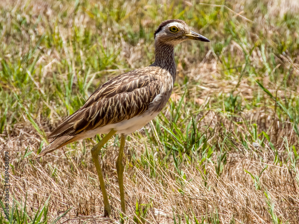 Obraz premium Double-striped Thick-knee - Hesperoburhinus bistriatus in Costa Rica
