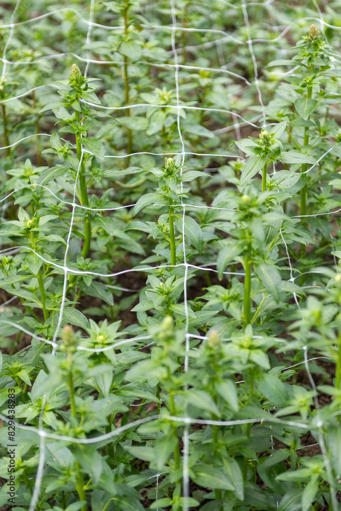 Cut flower netting. Plant support net. Using plastic garden netting to support snapdragon plants. Cut flower netting. Plant support net. Using plastic garden netting to support snapdragon plants.