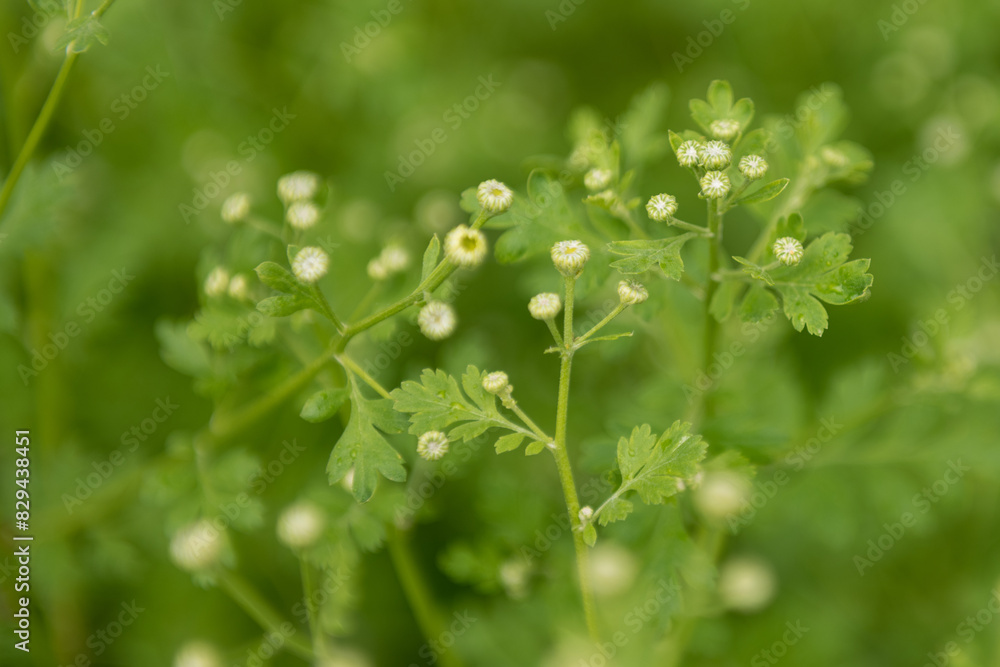 Obraz premium Tanacetum parthenium. Young Feverfew plants about to bloom. Used as a filler flower in cottage style bouquets.