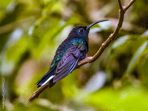 Violet Sabrewing - Campylopterus hemileucurus In Costa Rica photo