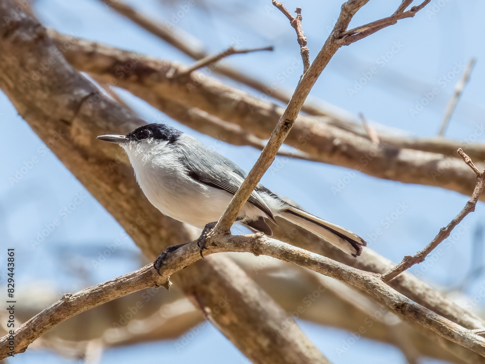 White-browed Gnatcatcher - Polioptila bilineata White-browed Gnatcatcher - Polioptila bilineata