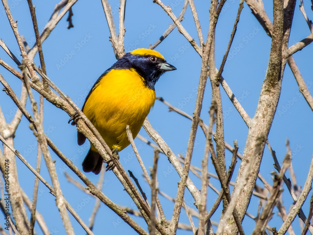 Obraz premium Yellow-crowned Euphonia - Euphonia luteicapilla in Costa Rica