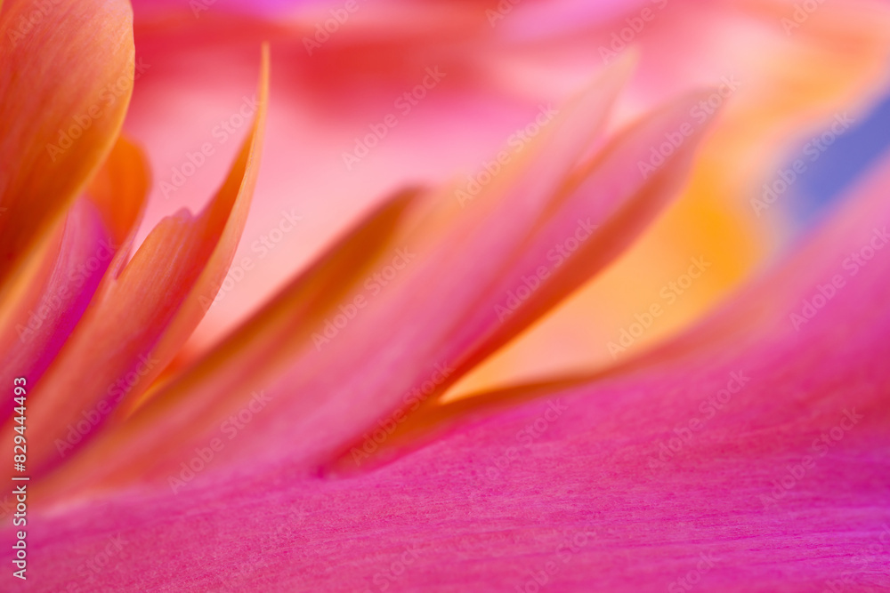 Abstract macro photo of a tulip flower with shallow depth of field. Natural background. Abstract floral background.