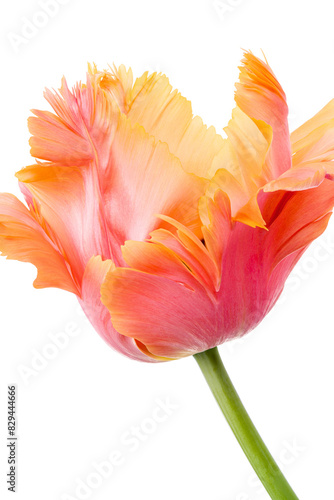 Amazing parrot. Pink and orange parrot tulip flower head isolated on white background. Specialty tulip.