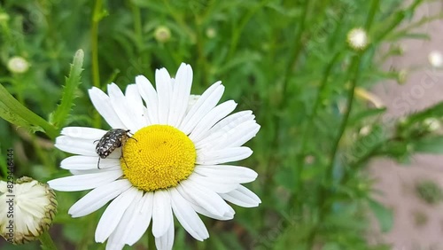 A black beetle with white spots crawls on a chamomile and eats nectar. insect