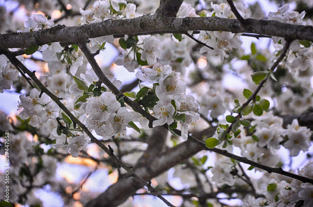 White flowers on the branch of tree in Golcuk National Park, Bolu, Turkey White flowers on the branch of tree in Golcuk National Park, Bolu, Turkey