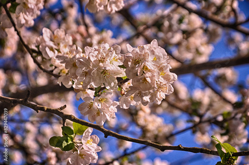 White flowers on the branch of tree in Golcuk National Park, Bolu, Turkey photo